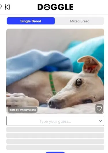 Doggle 공식 사이트 화면